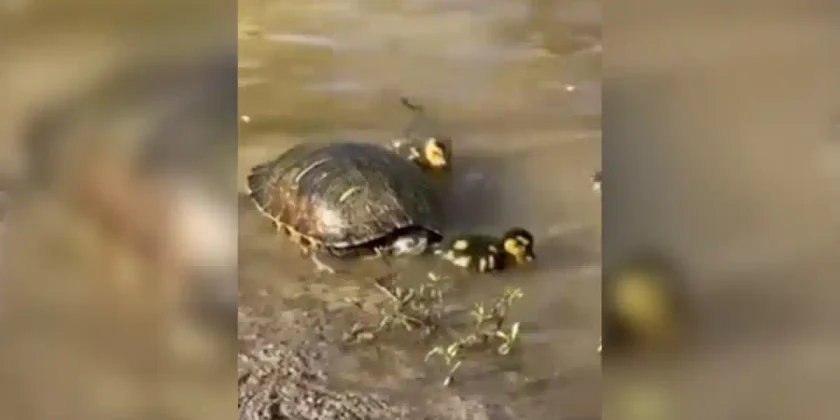 tortue avale un canard