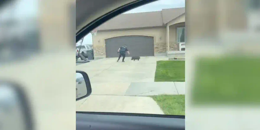 un agent de police plonge sur un cochon