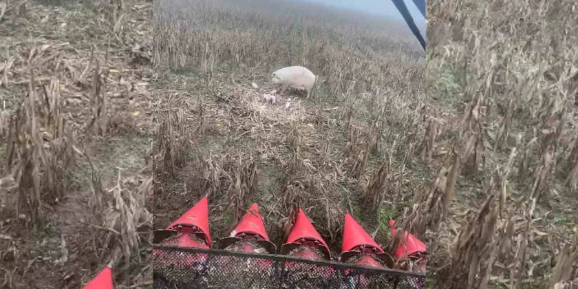 un agriculteur tombe sur une truie en plein champ
