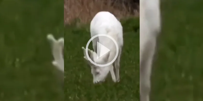 [Vidéo] Un magnifique brocard blanc se nourrit tranquillement dans les prés