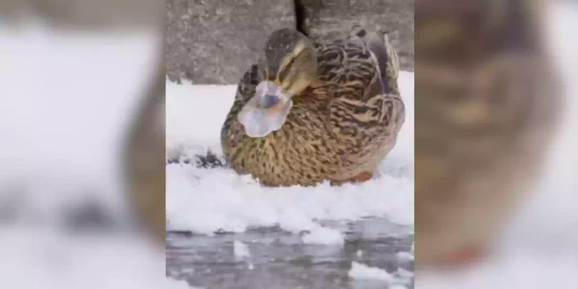canard au bec gelé