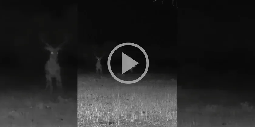 [Vidéo] Un lièvre sauvé des griffes d’un rapace nocturne par un cerf
