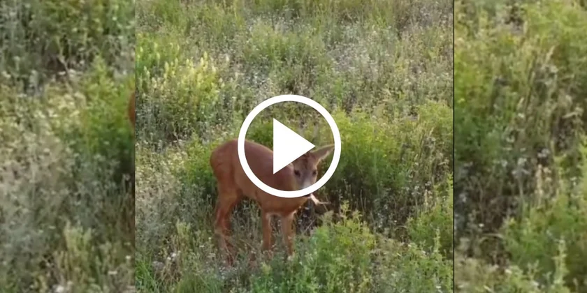 [Vidéo] Insolite : un chevreuil éternue fort en regardant la personne qui l’observe