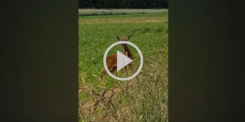 [Vidéo] Un chevreuil bien curieux dans la plaine