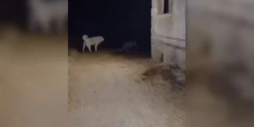 un chien de ferme vs 2 loups
