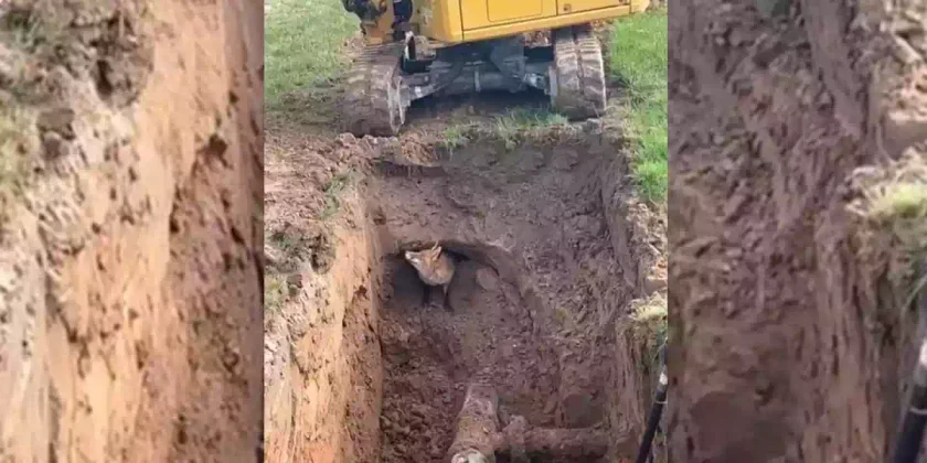un conducteur de pelle tombe sur un renard