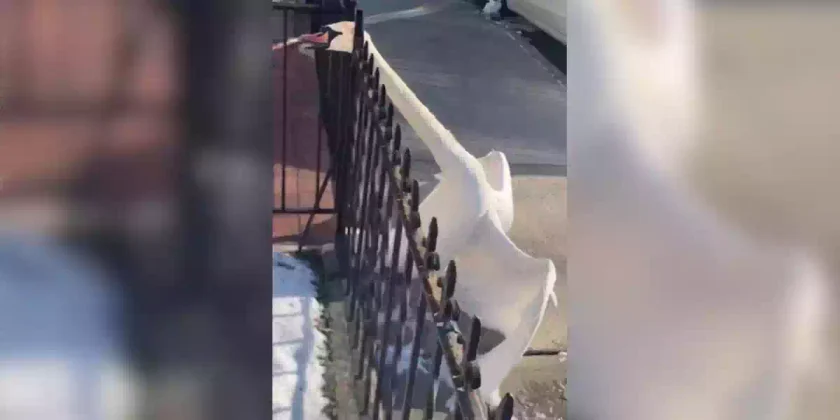 un cygne coincé dans une grille
