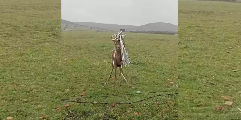 un daguet porte une perruque de métal