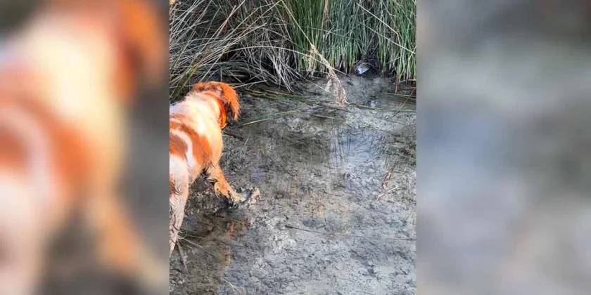 un épagneul à l'arrêt sur une bécassine