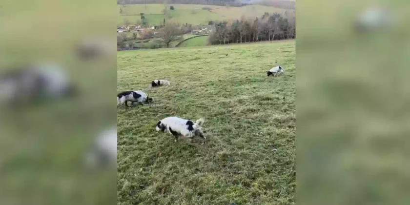 un faisan échappe à des chiens de chasse