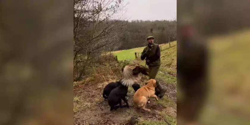 un faidsan percute un chasseur
