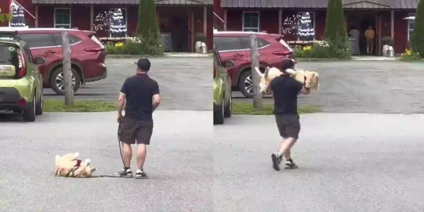 un golden retriever refuse de faire un pas de plus