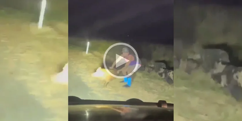 [Vidéo] Un homme tente d’attraper des sangliers à mains nues