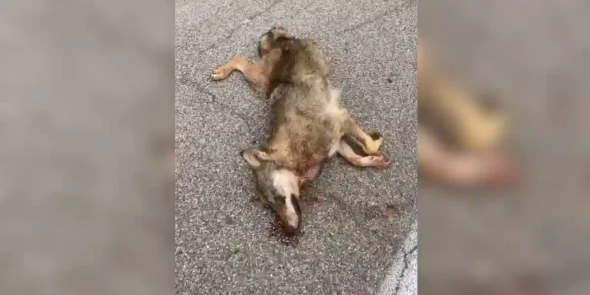 un loup percuté à Aix-en-Provence