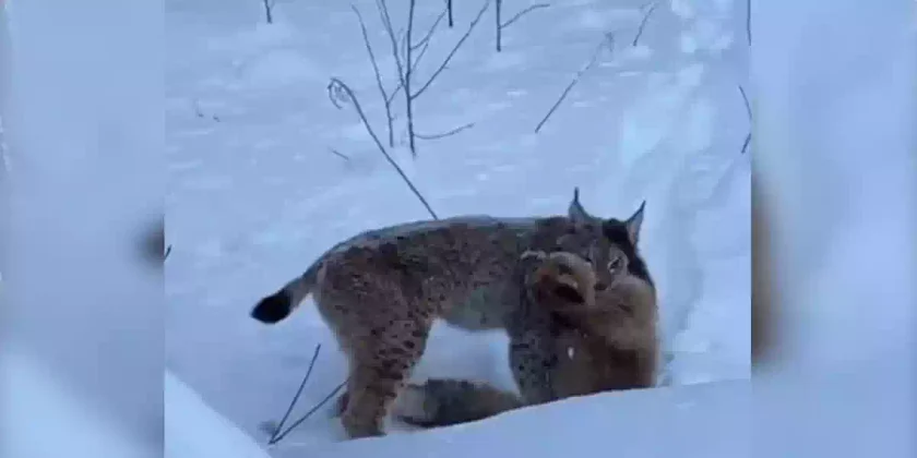un lynx capture un renard