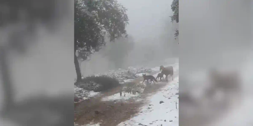un renard attaque un agneau