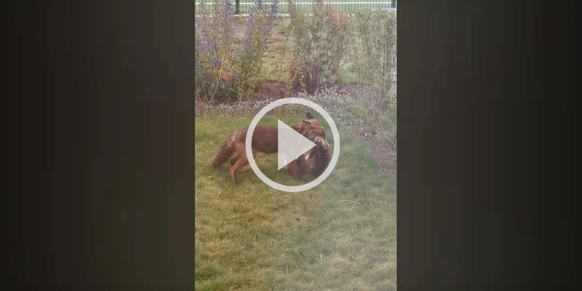 [Vidéo] Un renard attrape une proie dans un jardin et ce n’est pas un mulot