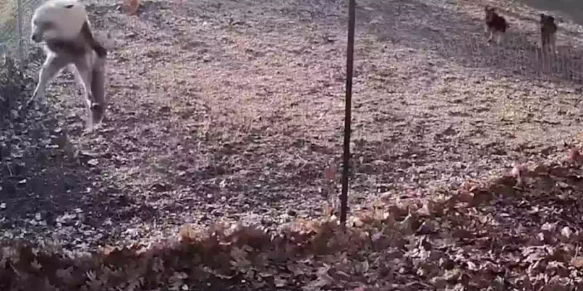 Un renard obligé de prendre la fuite devant deux chiens