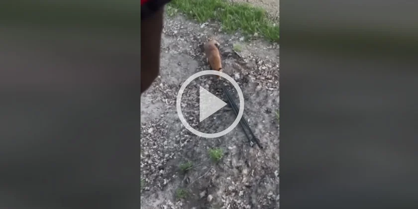 [Vidéo] Un renard essaie de voler la canne de pirsch d’un chasseur