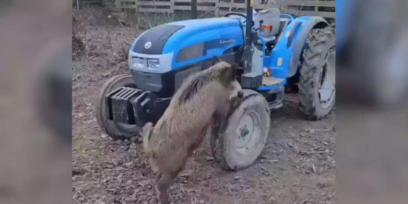 un sanglier amoureux d'un tracteur