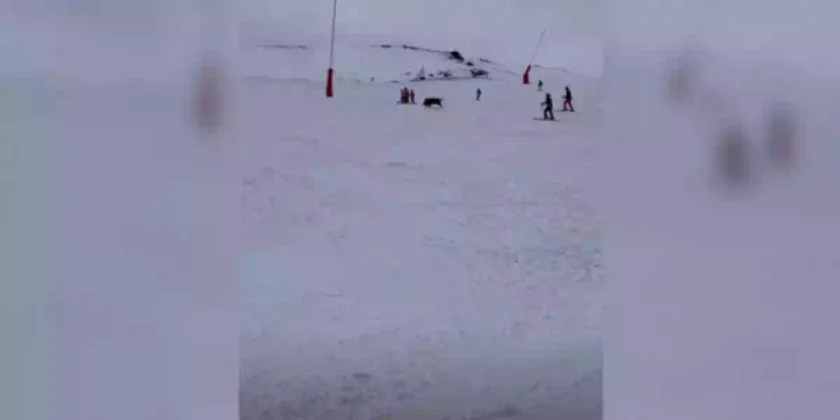 un sanglier au milieu des skieurs dans les Pyrénées