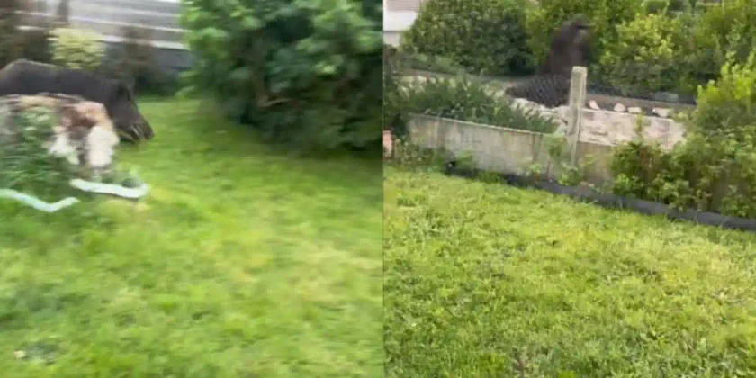 un sanglier défonce le haut d'une clôture