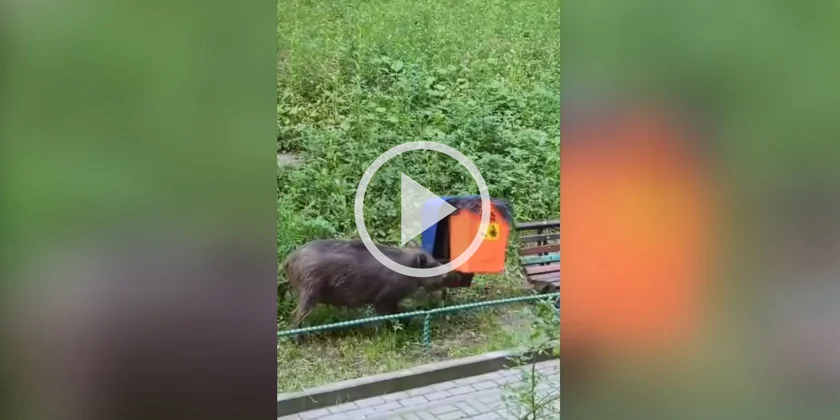 [Vidéo] Un sanglier expert en démontage de poubelles