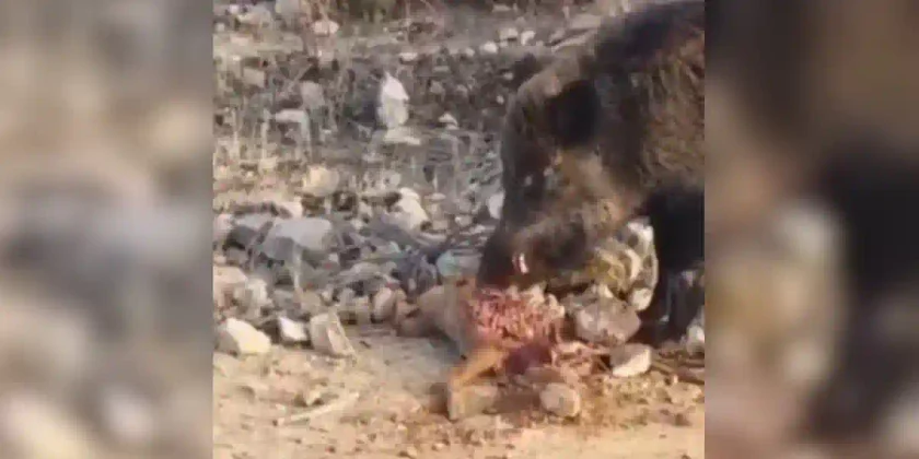 un sanglier mange un renard