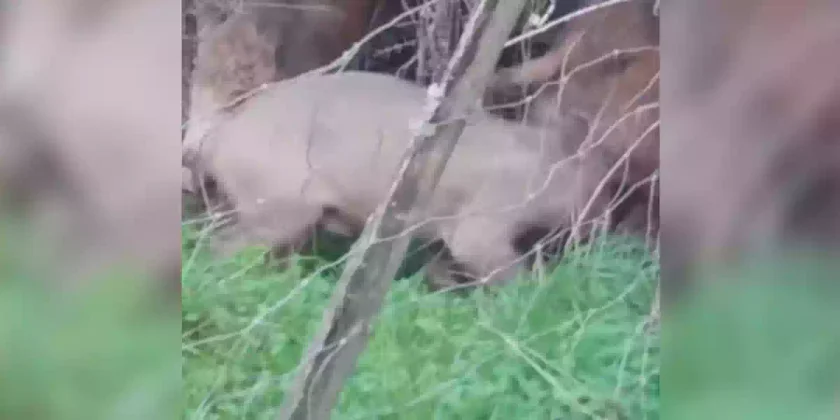 un sanglier sans poils dans la Creuse