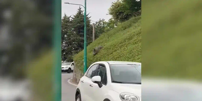 un sanglier s'infiltre en ville