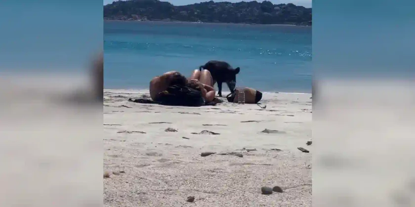 un sanglier vole un sac de plage