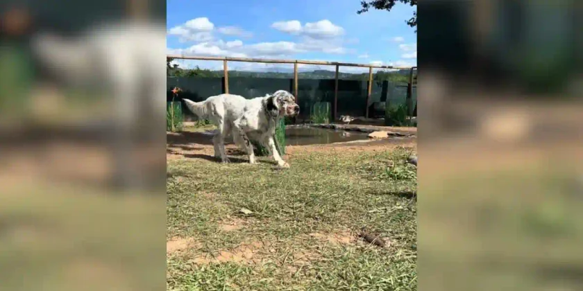 un setter s'entraine à se mettre à l'arrêt