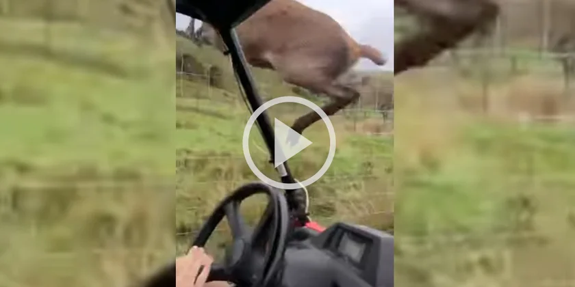 [Vidéo] Un cervidé manque complètement son saut et retombe sur un buggy