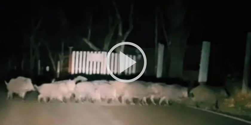 [Vidéo] Un automobiliste rencontre et suit une compagnie de sanglier