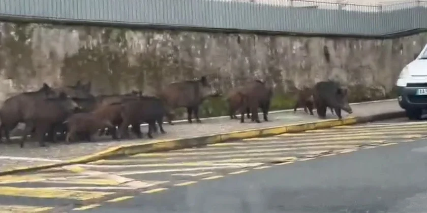 une compagnie de sangliers dans Cordes-sur-Ciel