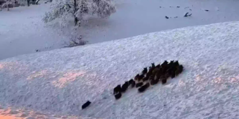 [Vidéo] Une jolie compagnie de sangliers filmée dans la neige