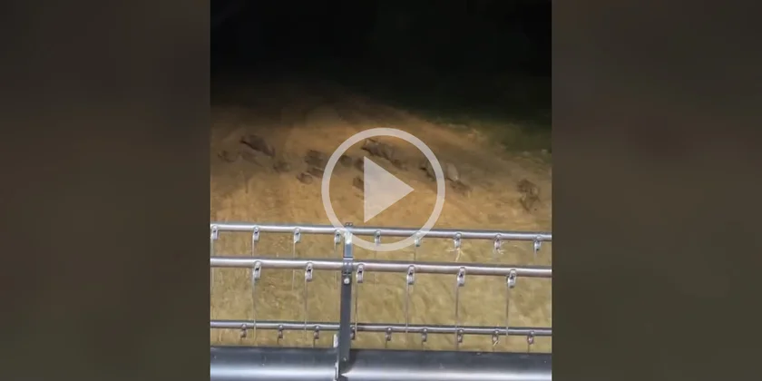 [Vidéo] Une compagnie de sangliers prend la fuite juste devant une moissonneuse