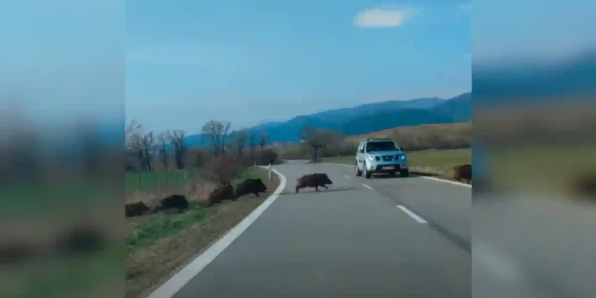 Une compagnie de sangliers traverse une route
