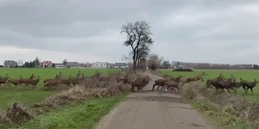 une énorme harde de cervidés traverse une route