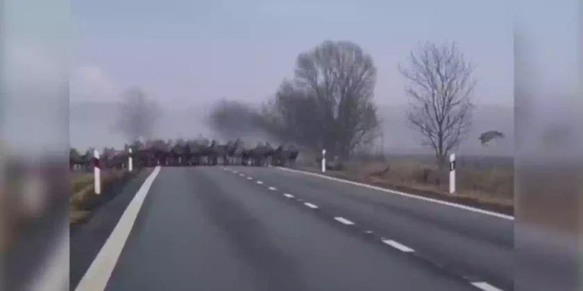 Une énorme harde de cervidés traverse une double voie