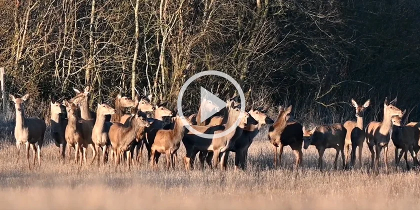 [Vidéo] Une harde de cervidés prend le soleil en toute tranquillité
