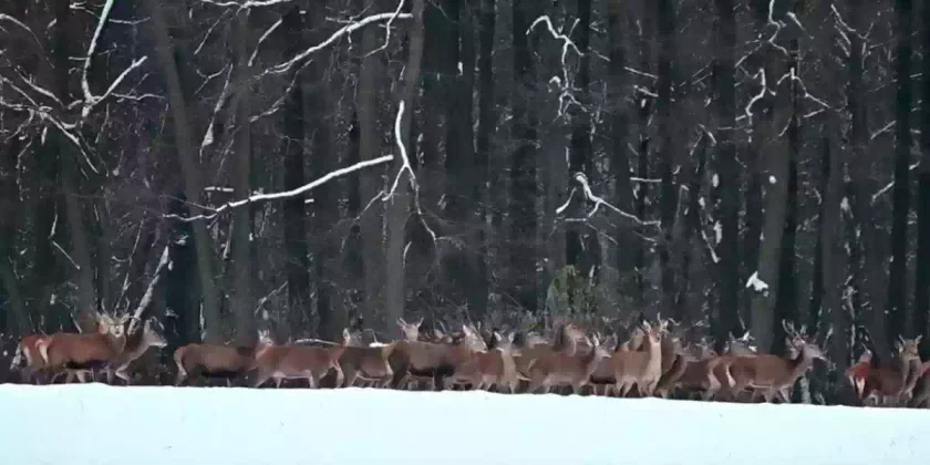 une-harde-sort-en-lisiere-de-foret