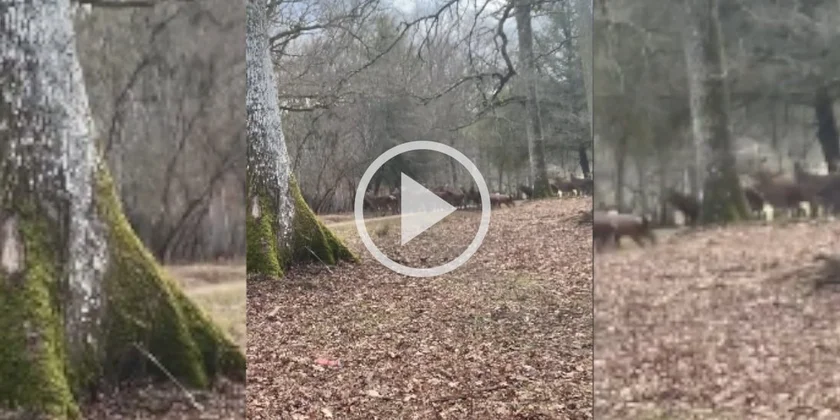 [Vidéo] Une harde de cervidés vraiment massive filmée dans le Parc Naturel de Boutissaint