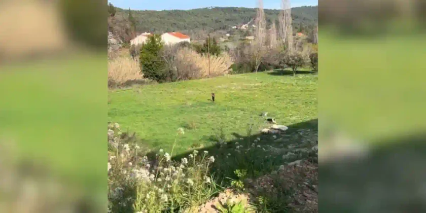 une promeneuse dans un jardin