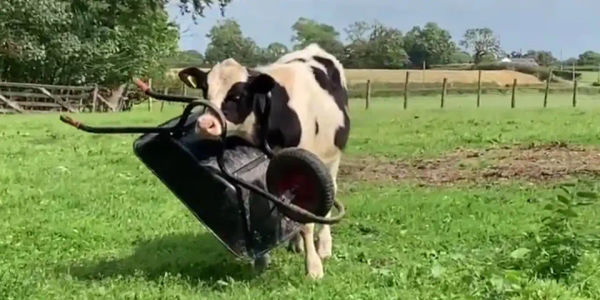 [Vidéo] Une vache a quelques problèmes avec le fonctionnement d’une brouette