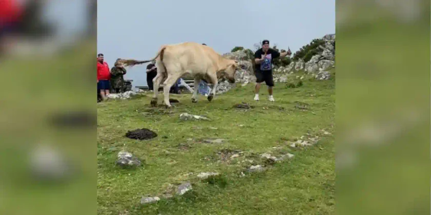 Vache vs touriste