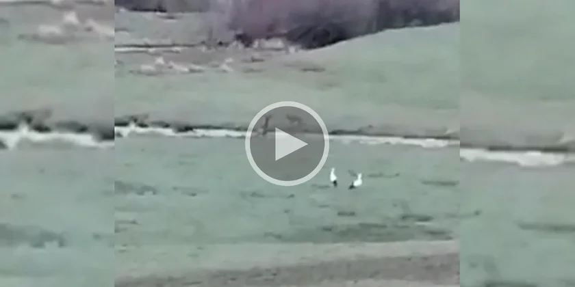 [Vidéo] Un cerf fait face à un loup qui le poursuit