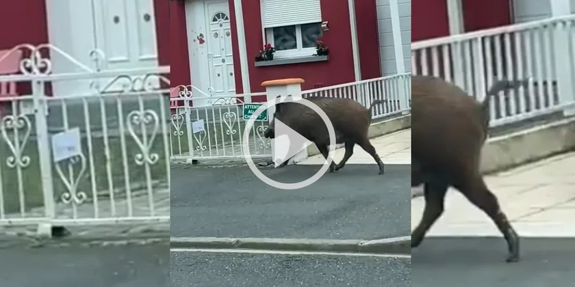 [Vidéo] Un sanglier en balade dans les rues d’Albi