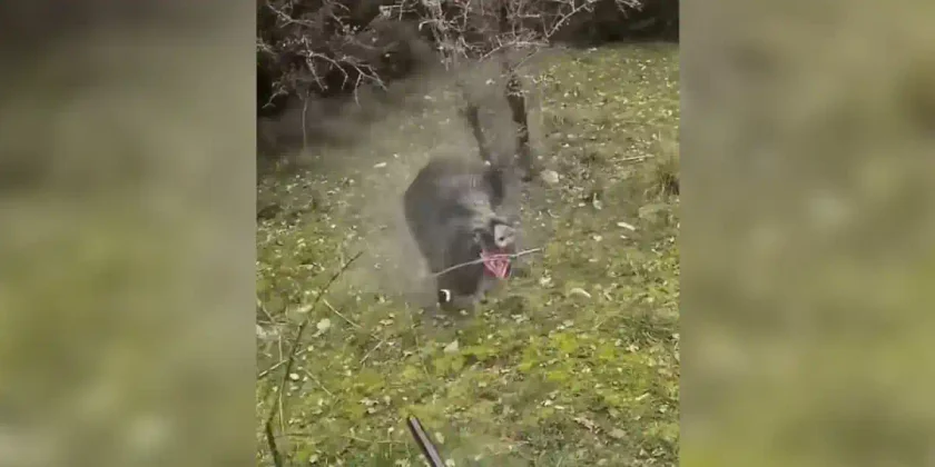 violente charge sanglier