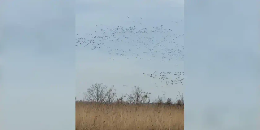 volee de canards